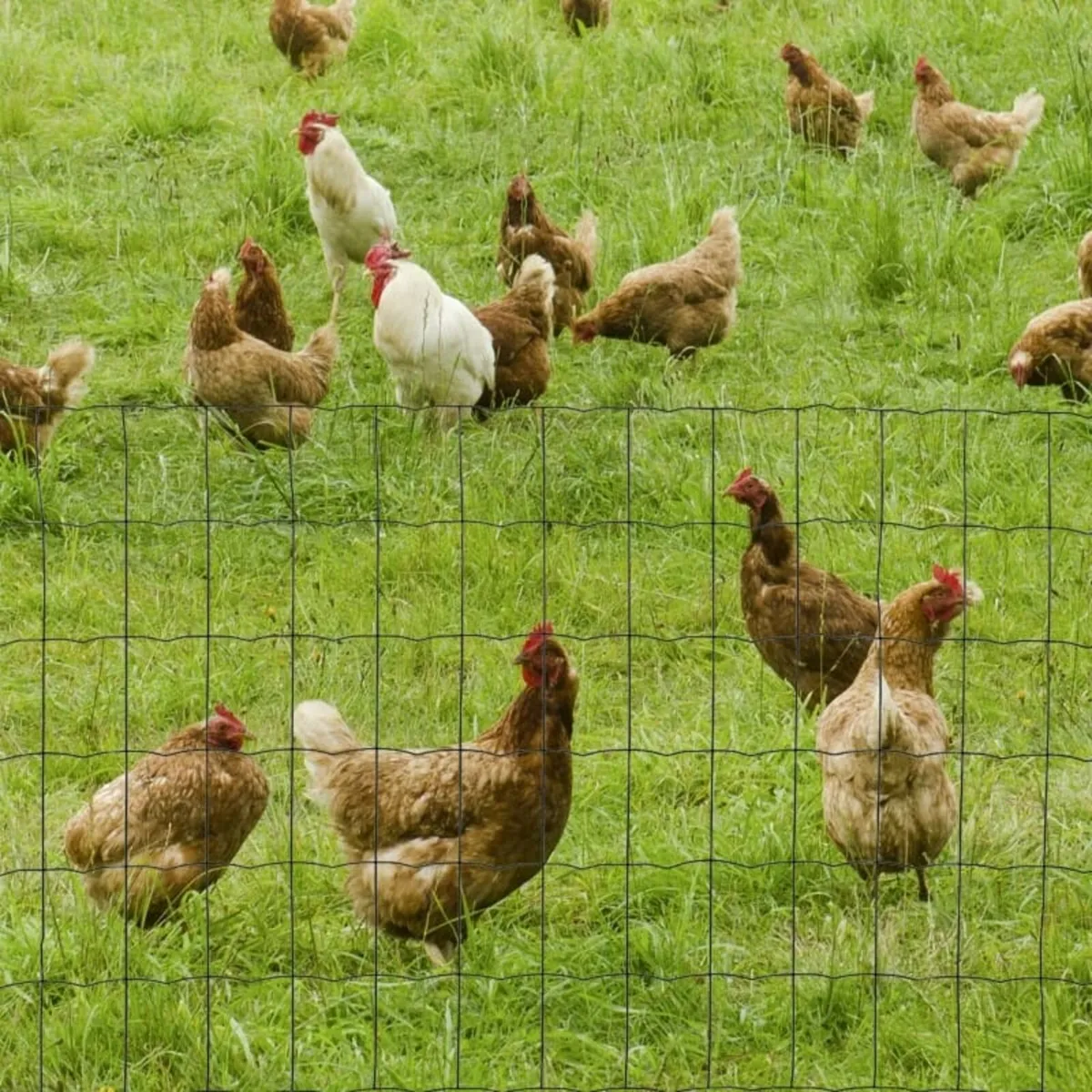 61cm x 1000cm Chicken Wire Mesh, Foldable PVC Coat - Image 2
