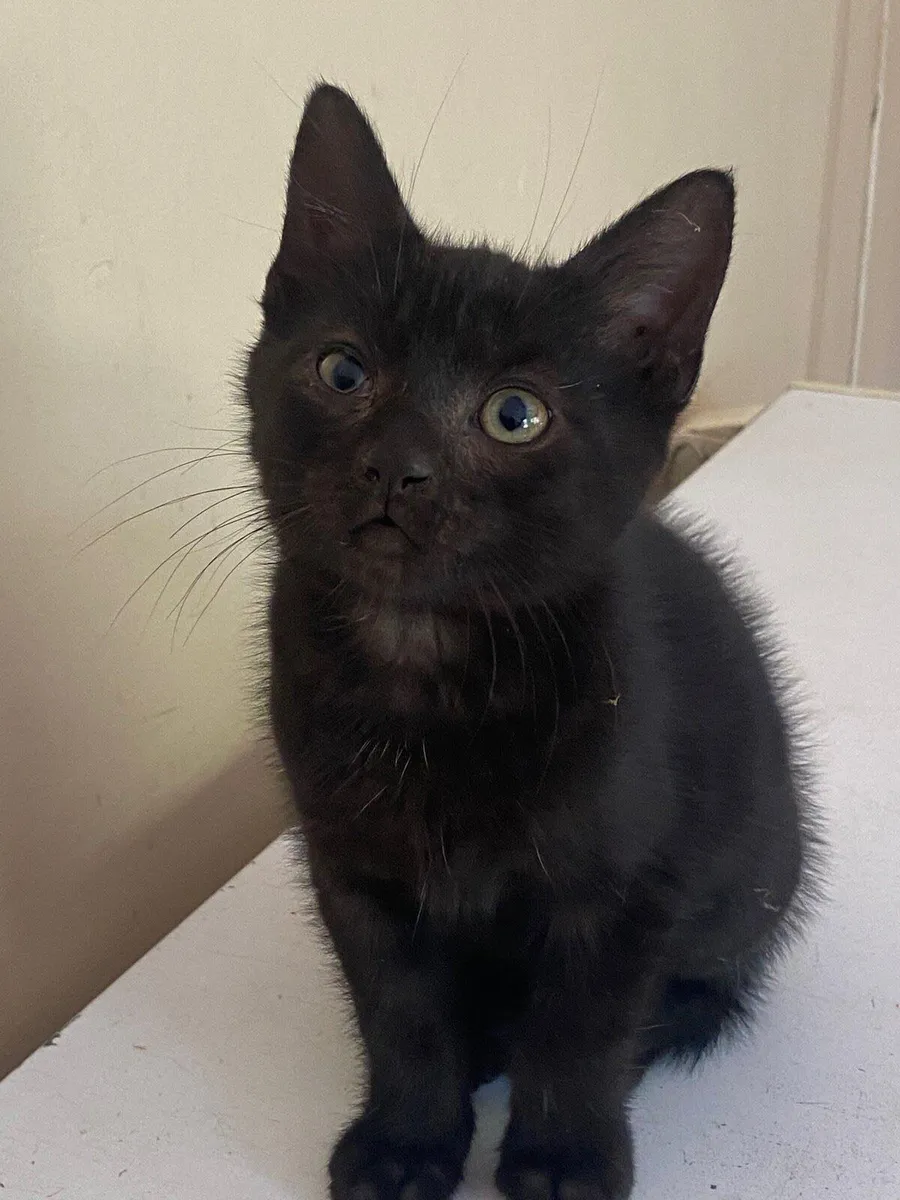 Kittens - Image 2