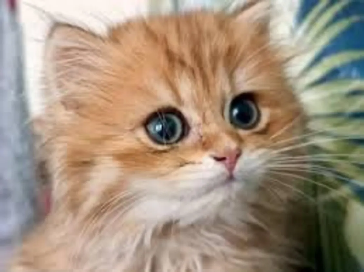 Cat / Kitten Wanted