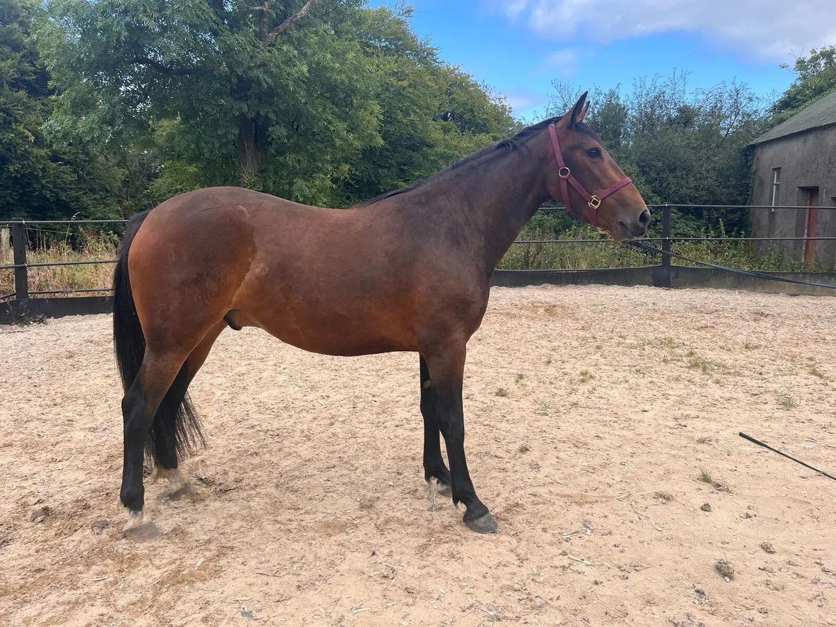 3yo very pretty horse - Image 1