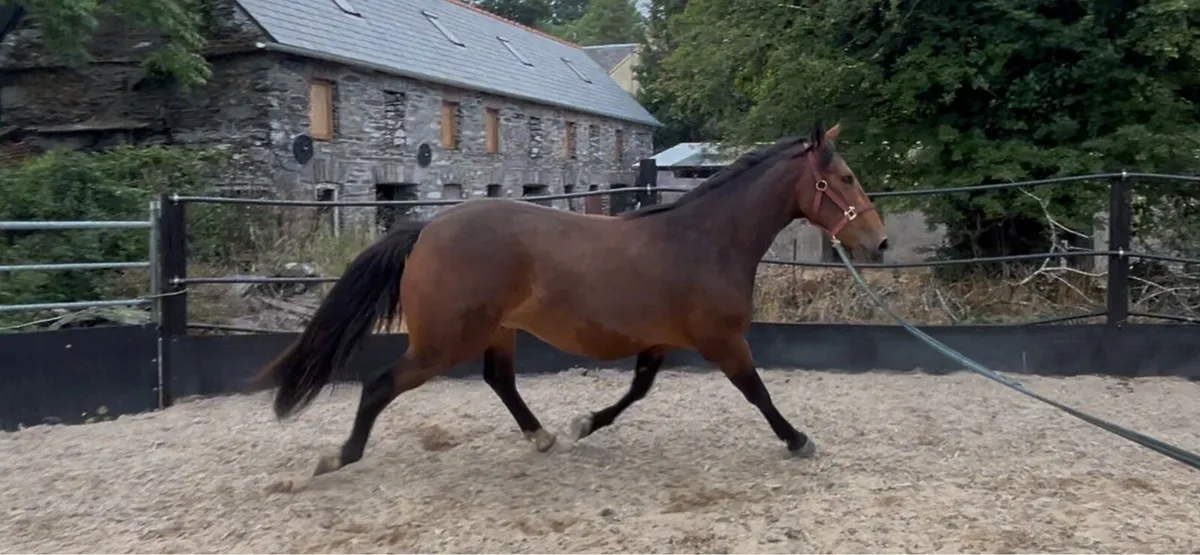 3yo very pretty horse - Image 2