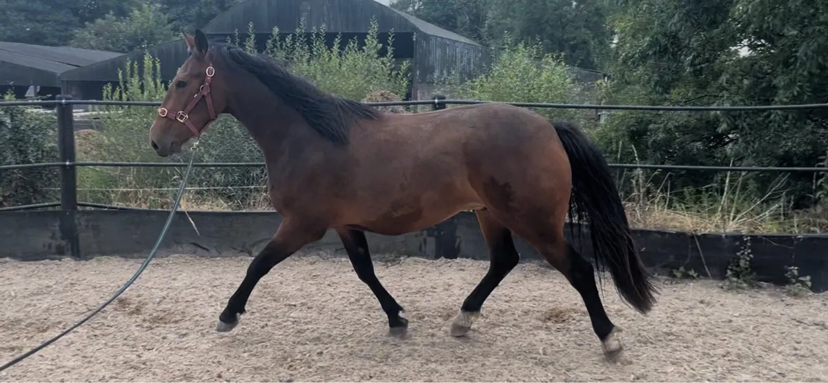 3yo very pretty horse - Image 3