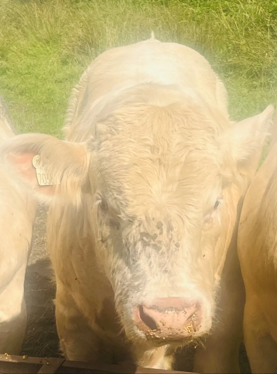 Pedigree Charolais Bull - 5 ⭐️ ⭐️ ⭐️ ⭐️ ⭐️ - Image 2