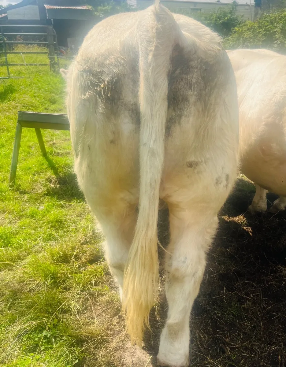 Pedigree Charolais Bull - 5 ⭐️ ⭐️ ⭐️ ⭐️ ⭐️ - Image 3