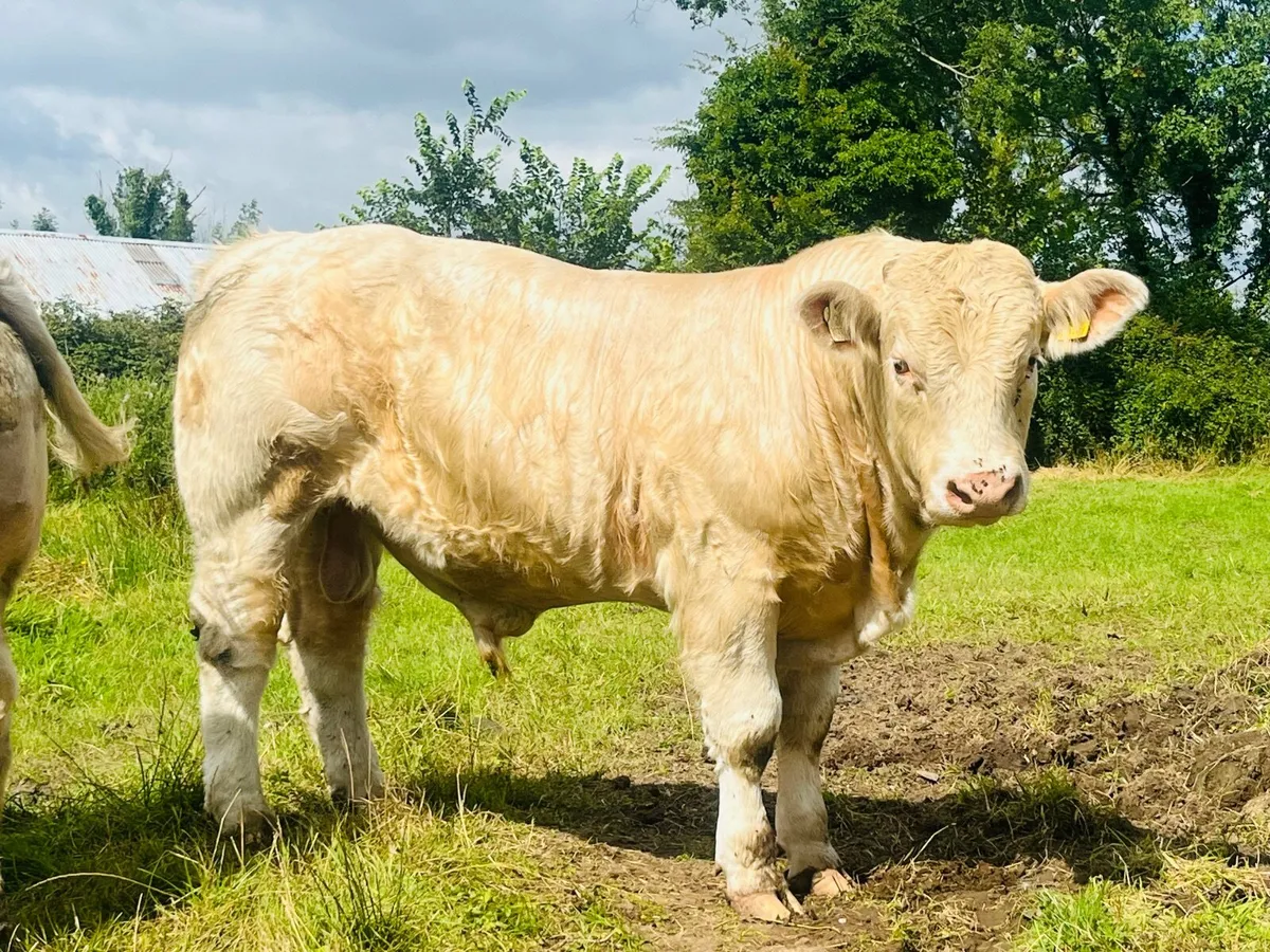 Pedigree Charolais Bull - 5 ⭐️ ⭐️ ⭐️ ⭐️ ⭐️ - Image 1