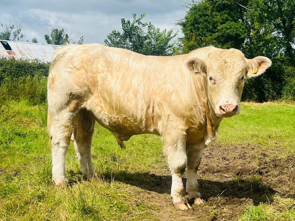 Pedigree Charolais Bull - 5 ⭐️ ⭐️ ⭐️ ⭐️ ⭐️ - Image 4