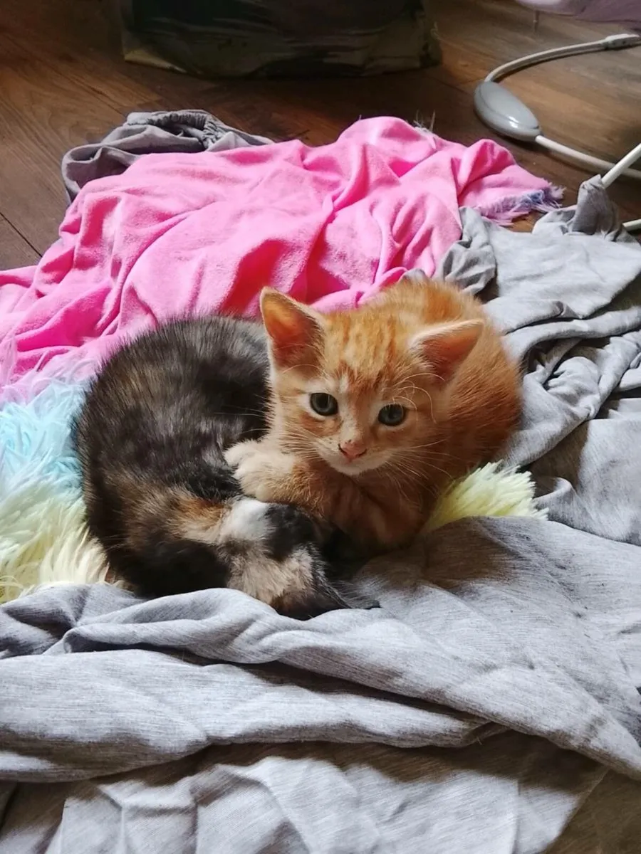 Kittens - Image 1