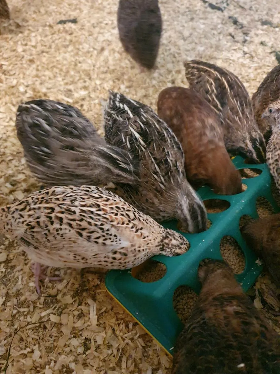 Quail - Image 1
