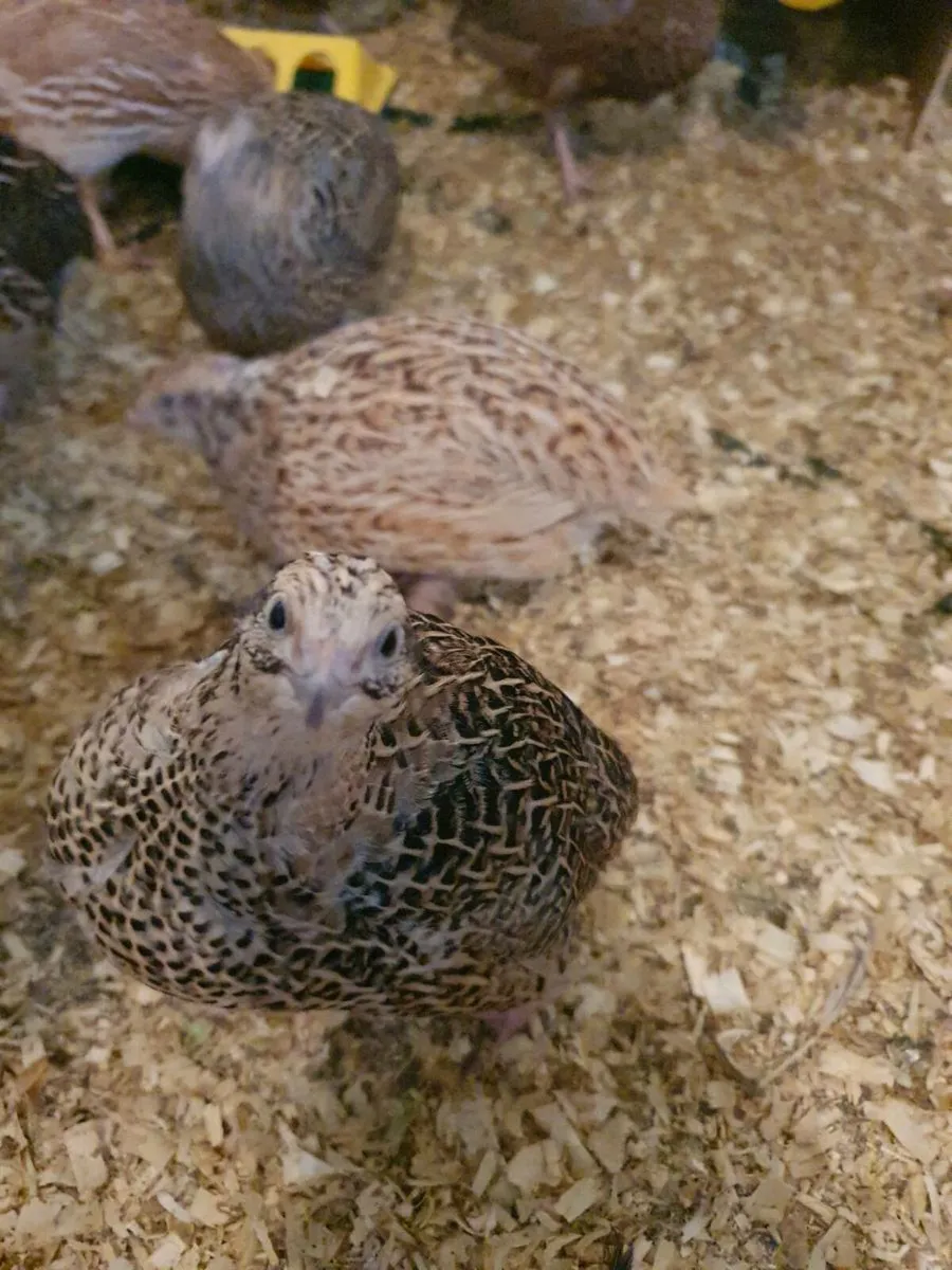 Quail - Image 2