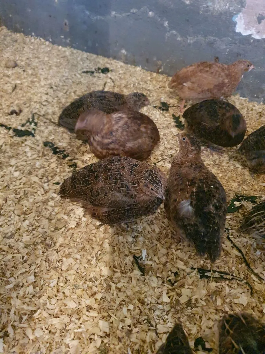 Quail - Image 3