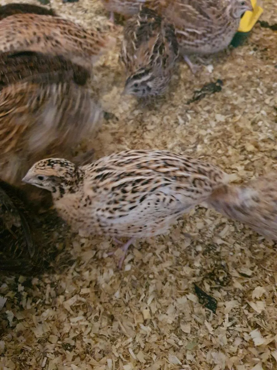 Quail - Image 4