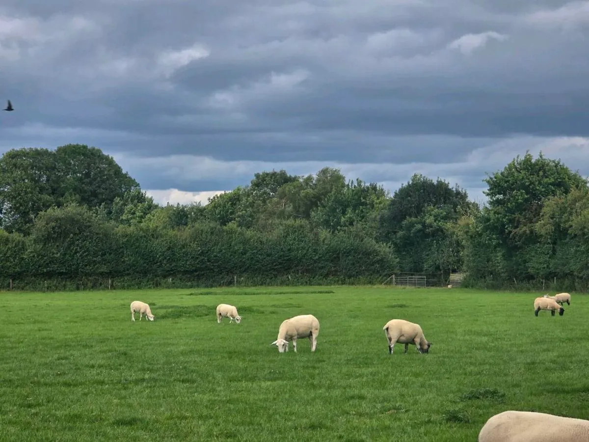 50 Ewes - Image 1