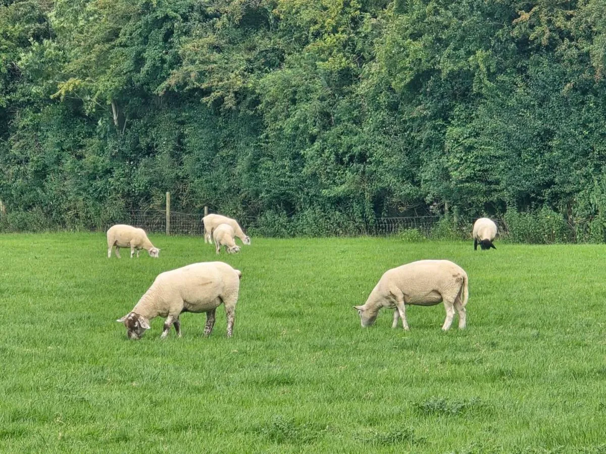 50 Ewes - Image 2