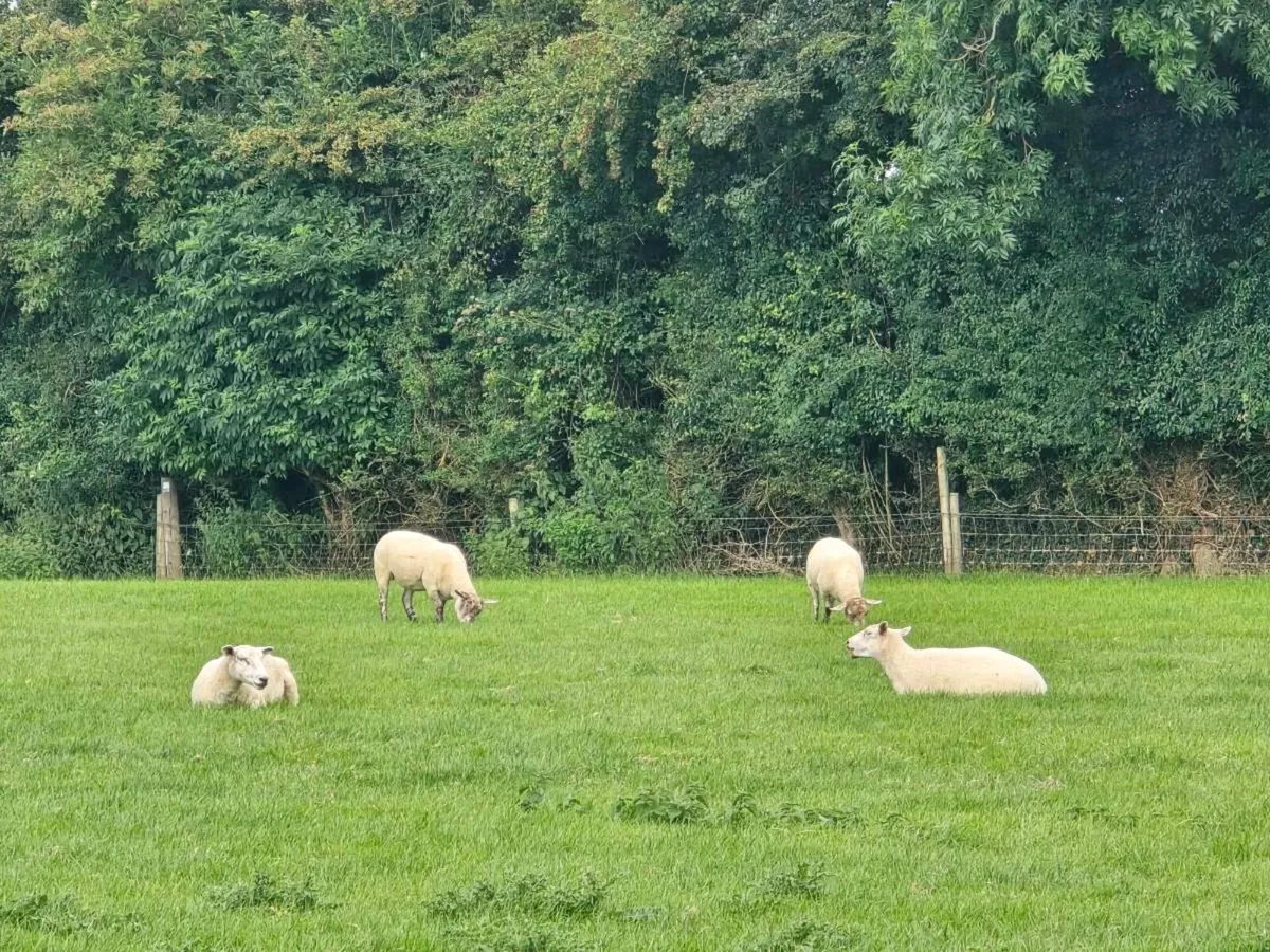 50 Ewes - Image 3