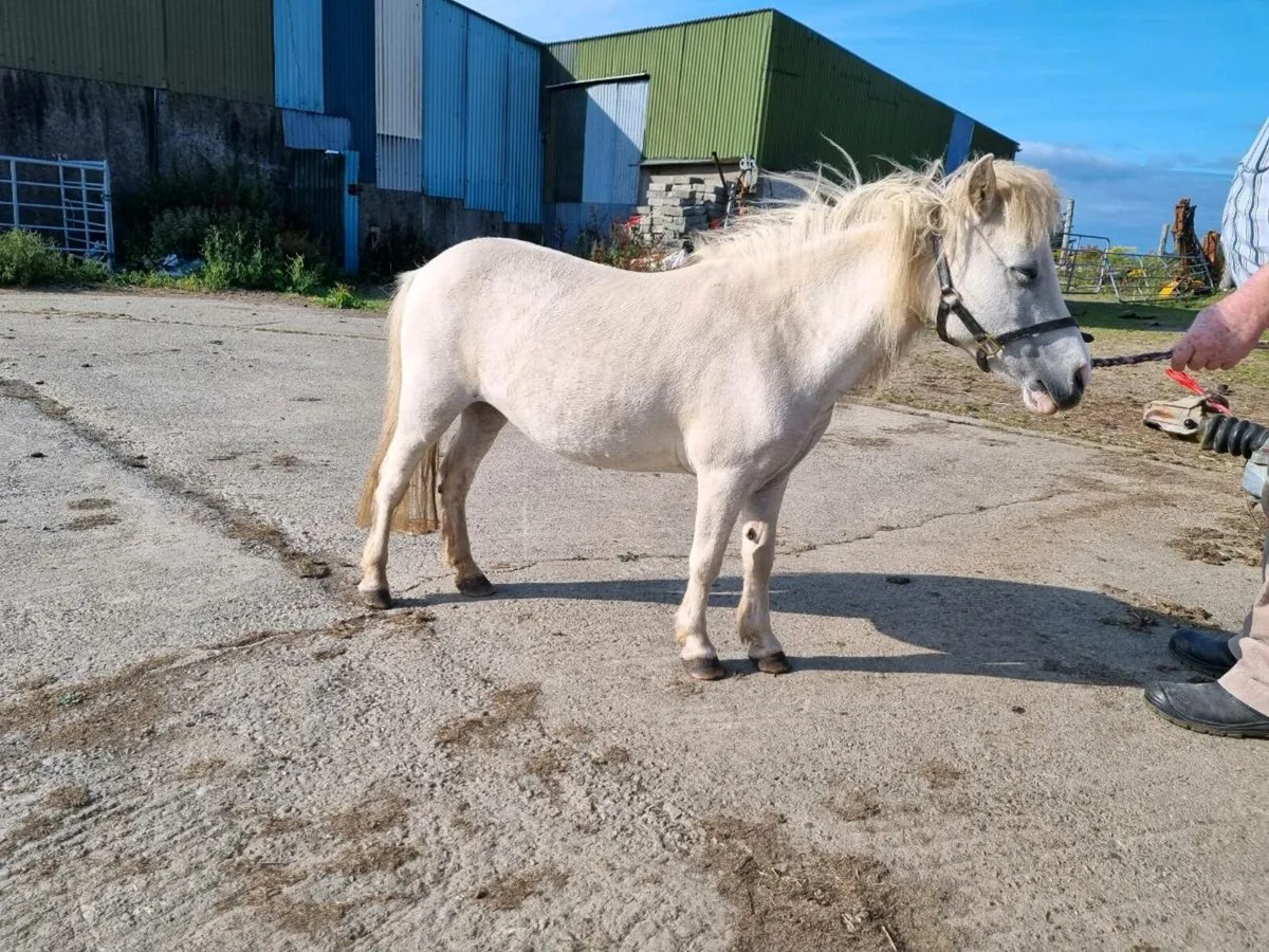 Miniature Mares - Image 1