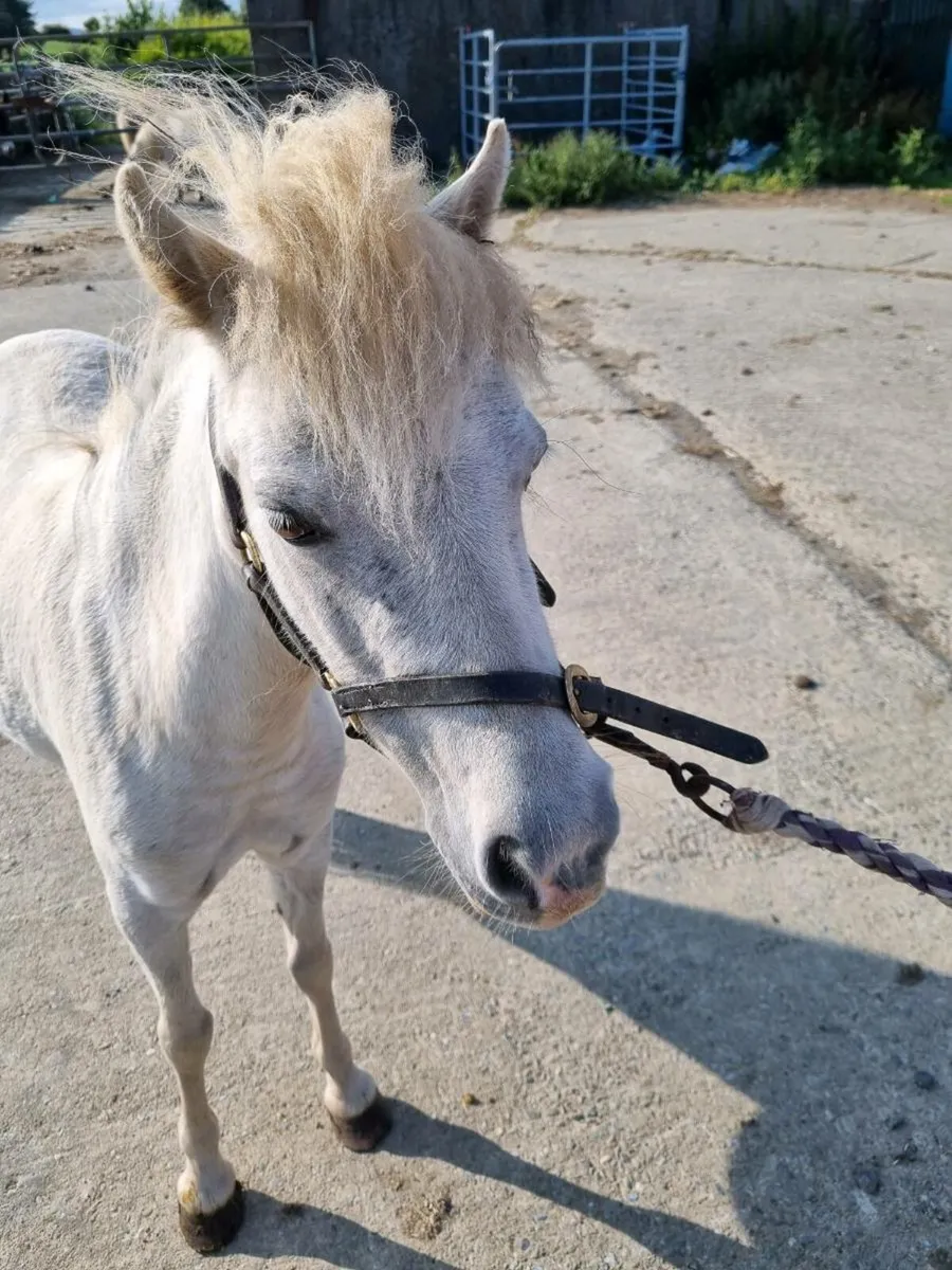 Miniature Mares - Image 3