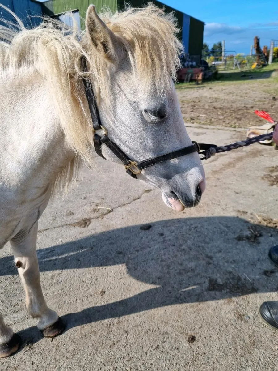 Miniature Mares - Image 4