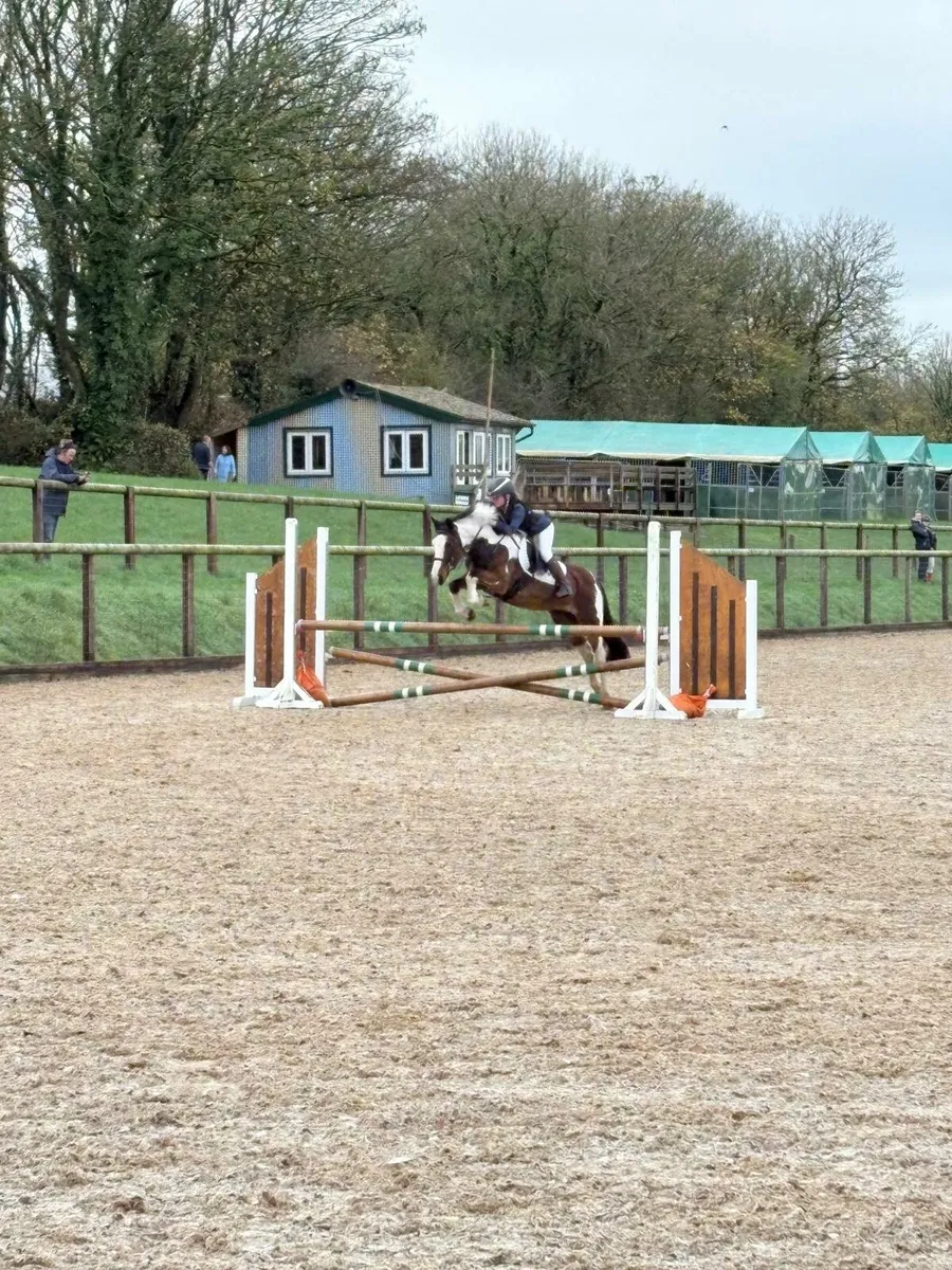 13.2 15yr old Skewbald Mare - Image 1