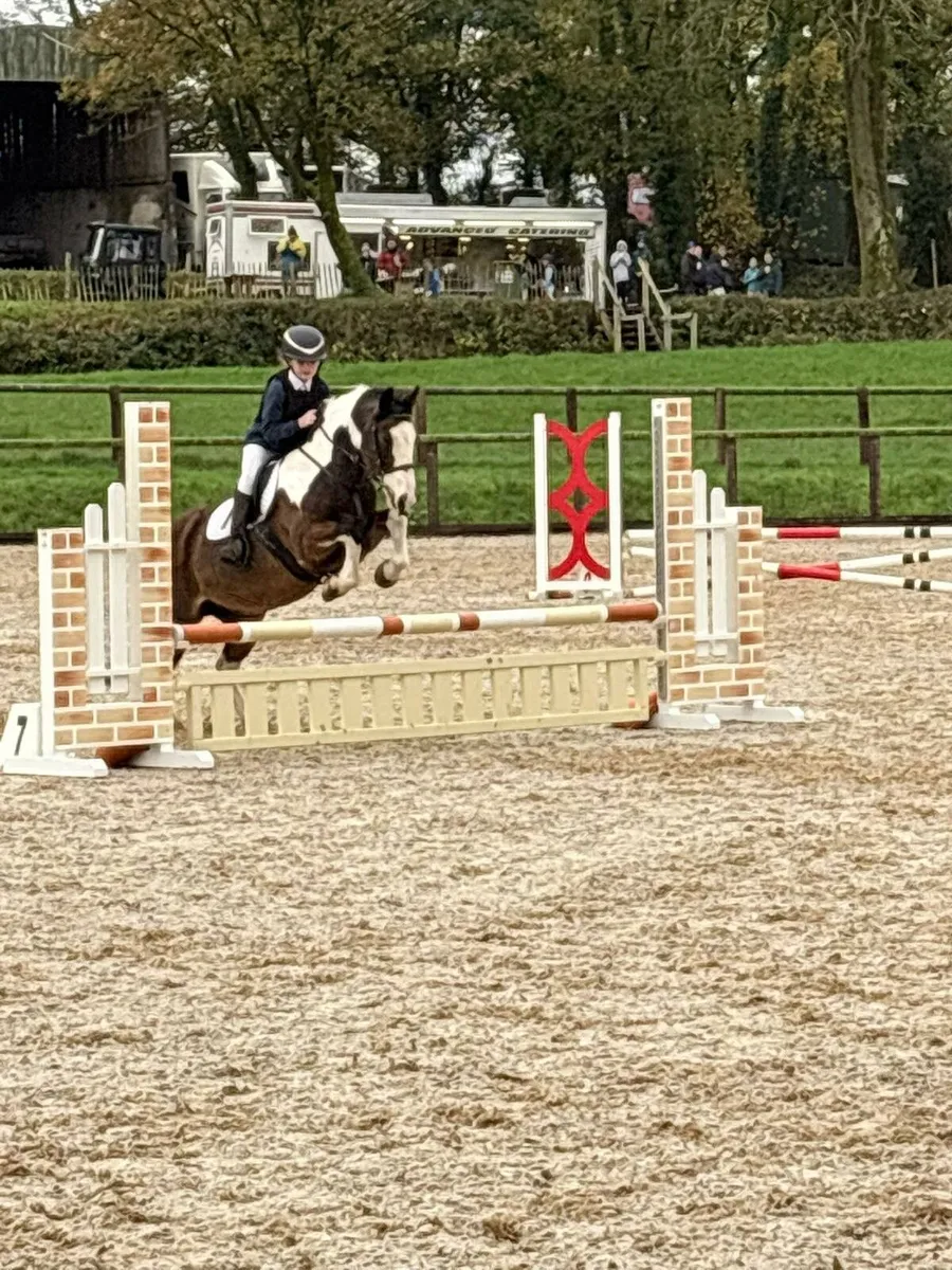 13.2 15yr old Skewbald Mare - Image 2