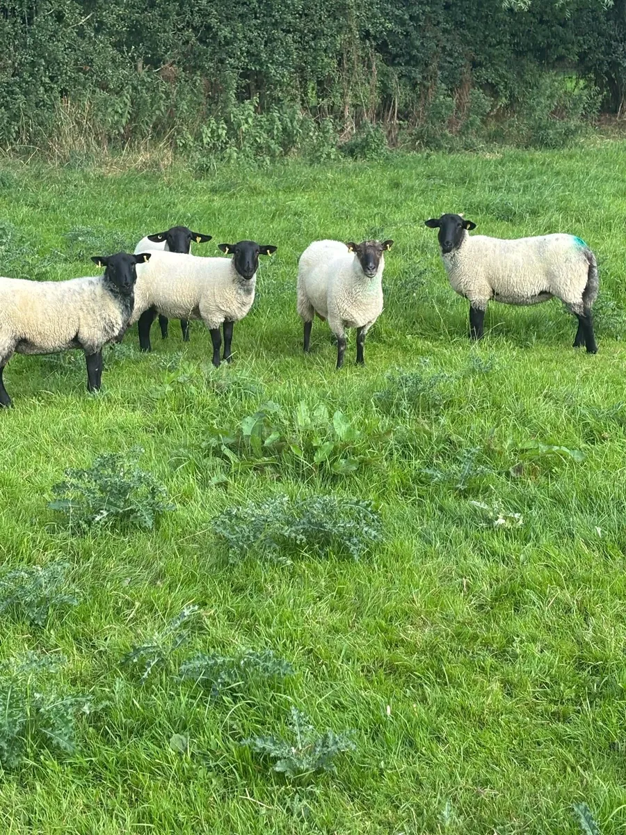 Suffolk X Mule Hoggets - Image 1