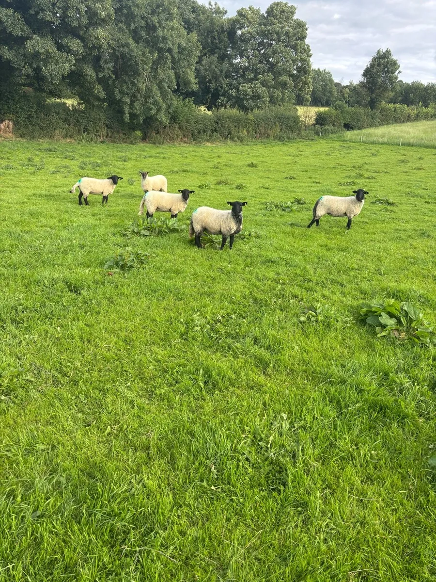 Suffolk X Mule Hoggets - Image 2