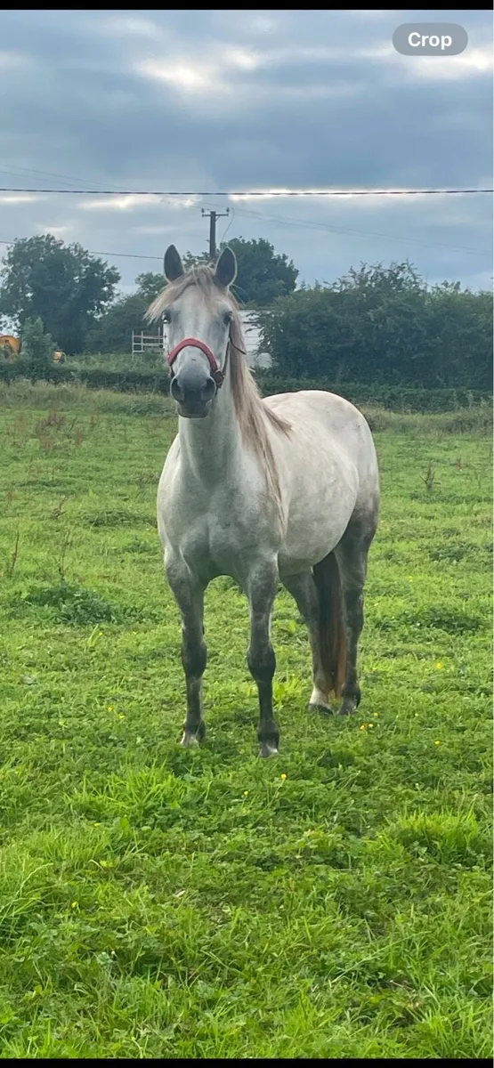 Connemara Pony - Image 1