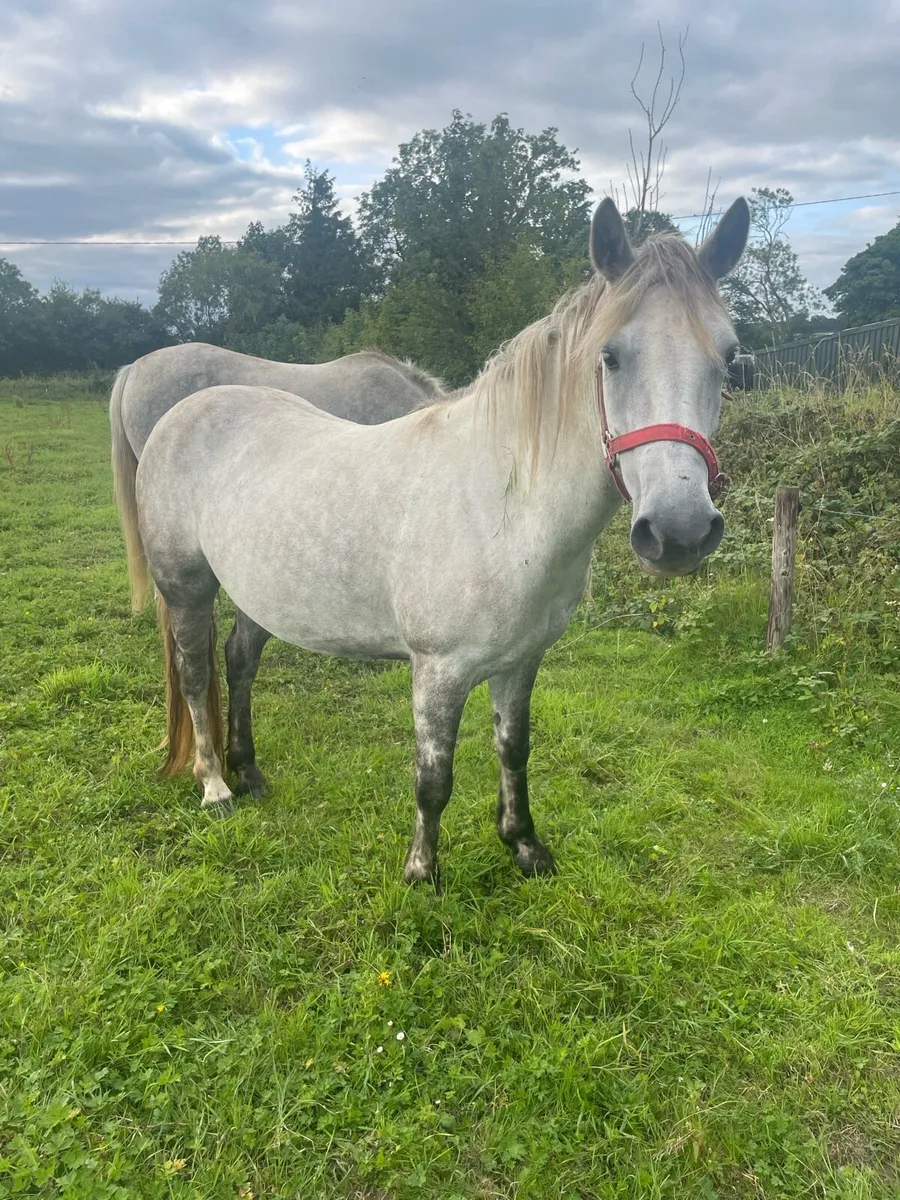Connemara Pony - Image 2