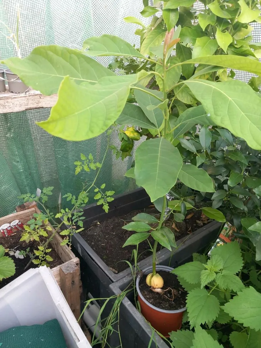 Avocado tree