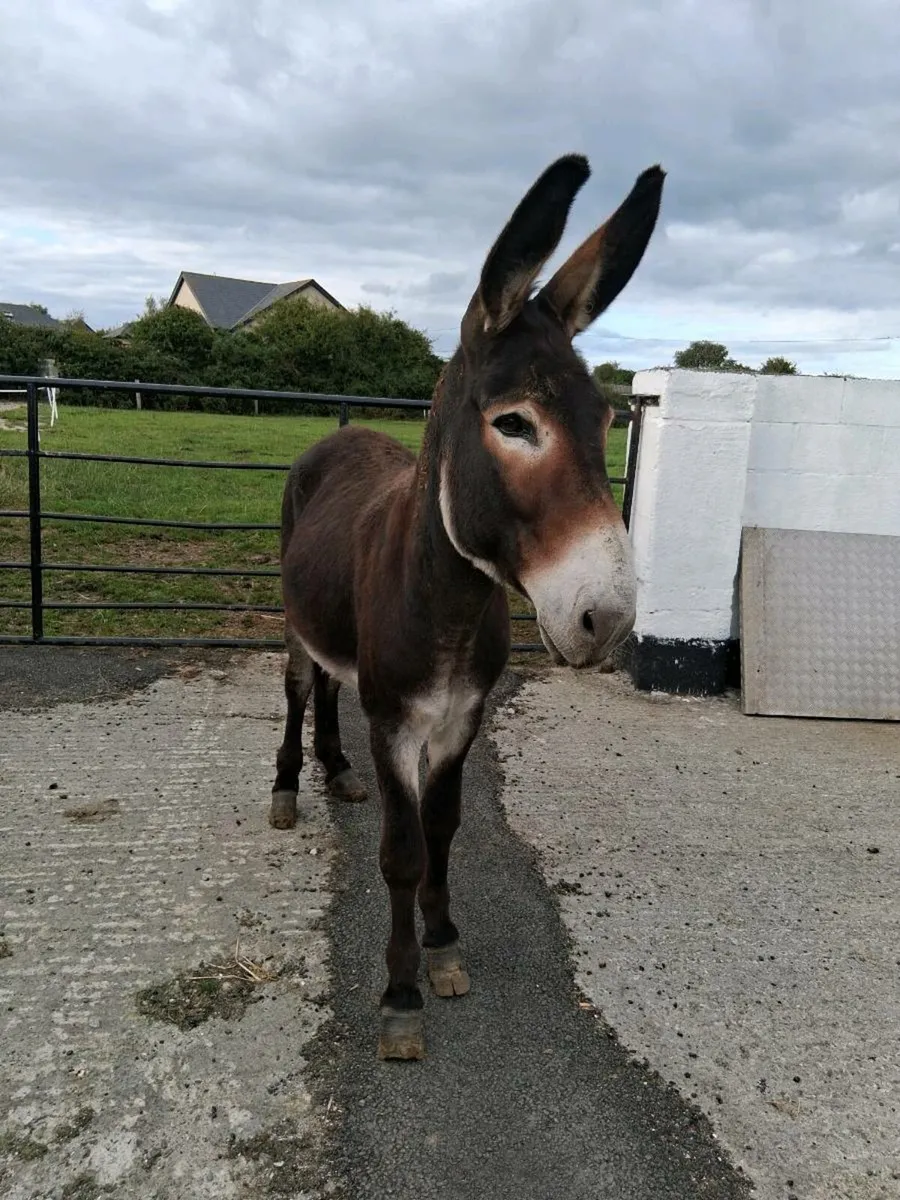 Donkey (registered) - Image 1