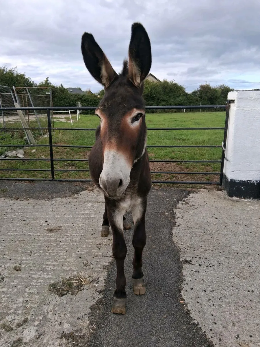 Donkey (registered) - Image 2