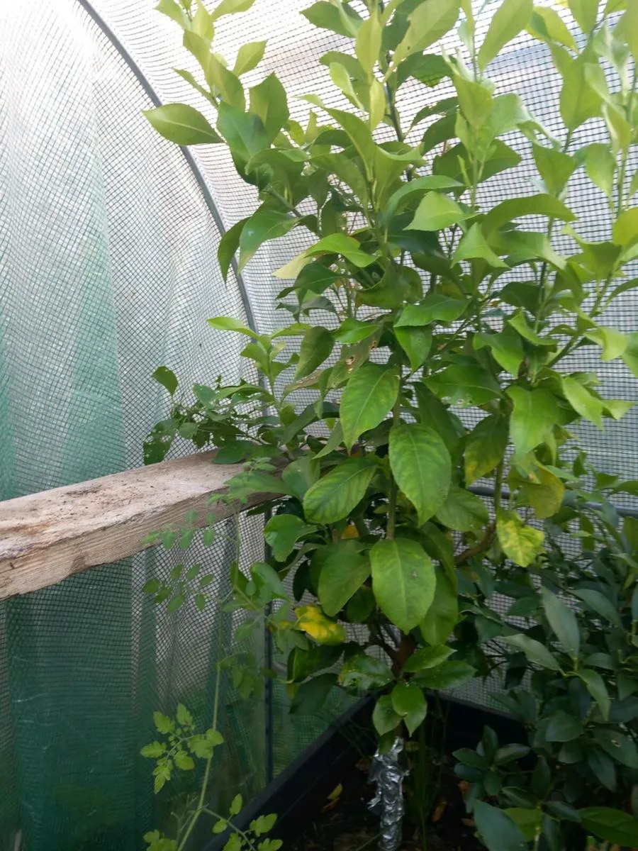 Big lemon tree - Image 1