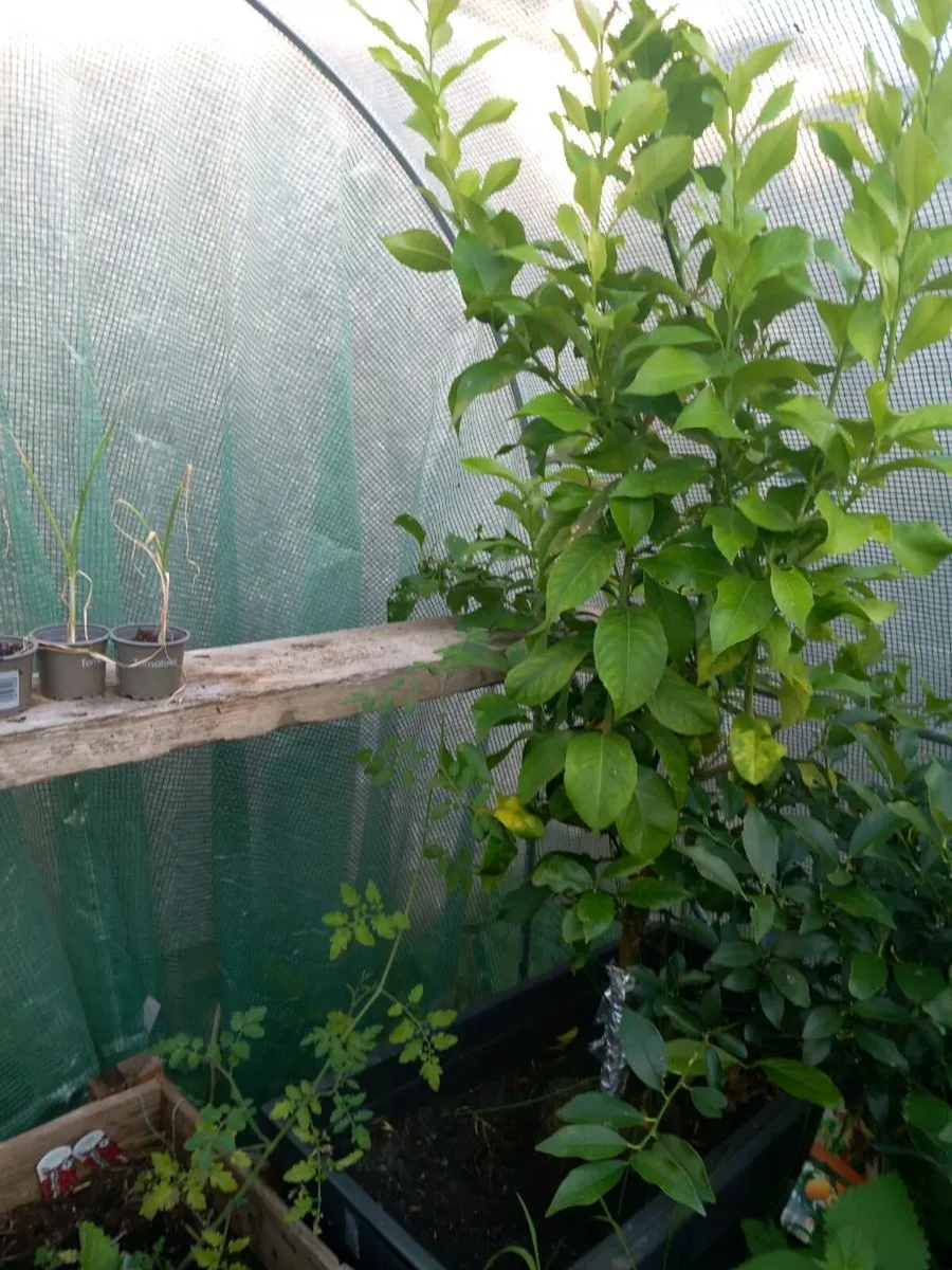 Big lemon tree - Image 2