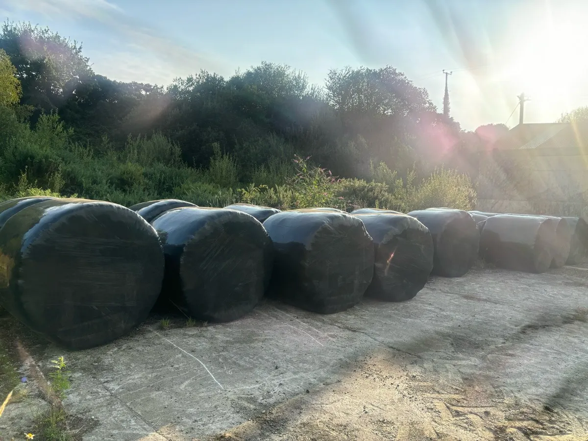 Organic hay bales - Image 2