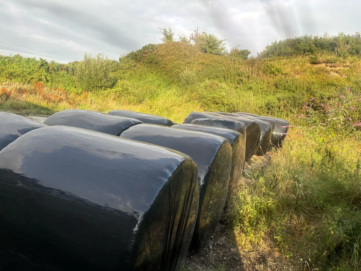 Organic hay bales - Image 3