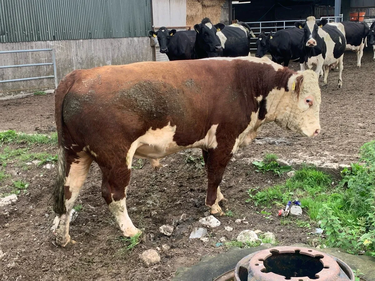 Hereford bull - Image 3