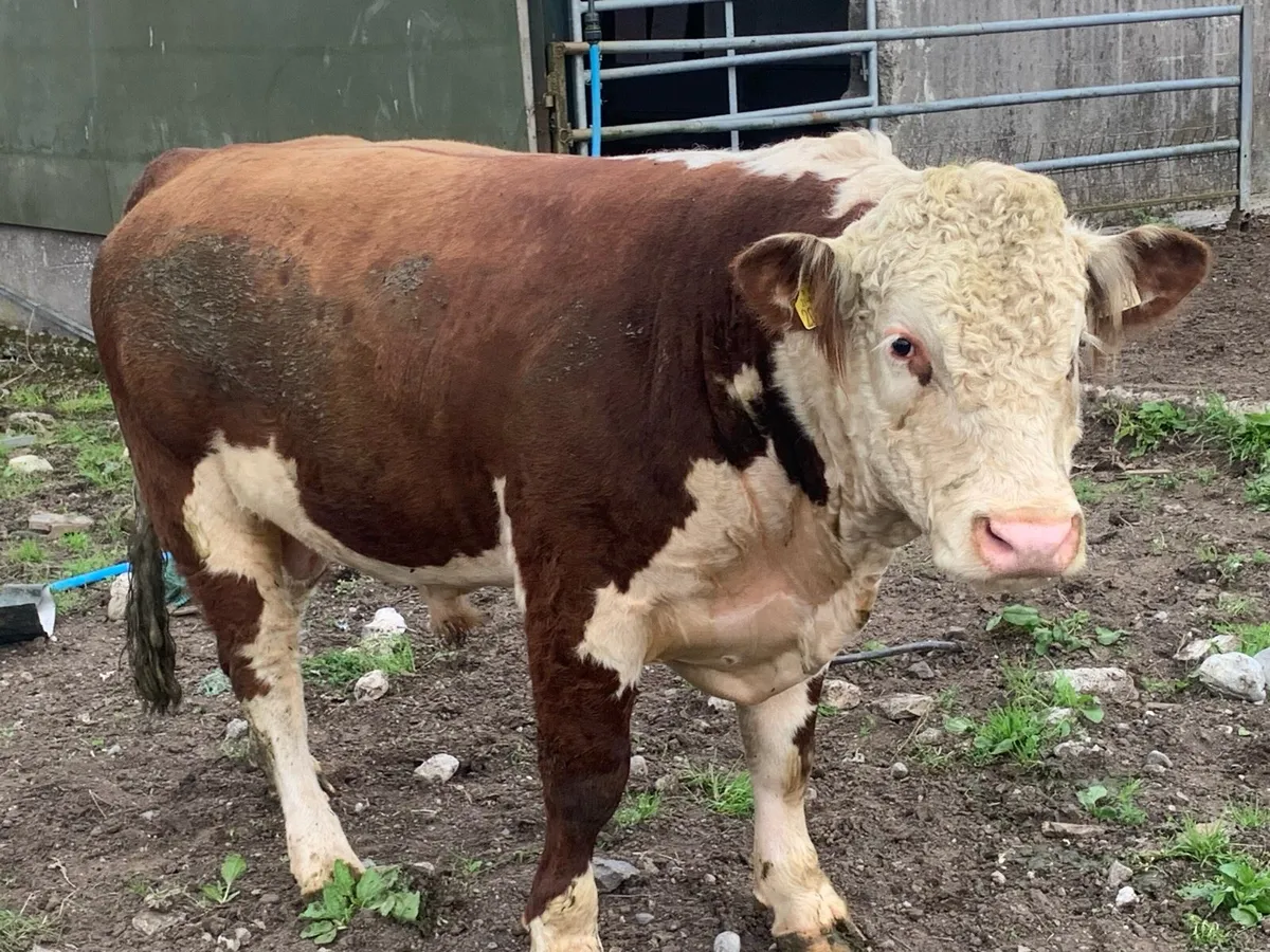 Hereford bull - Image 4