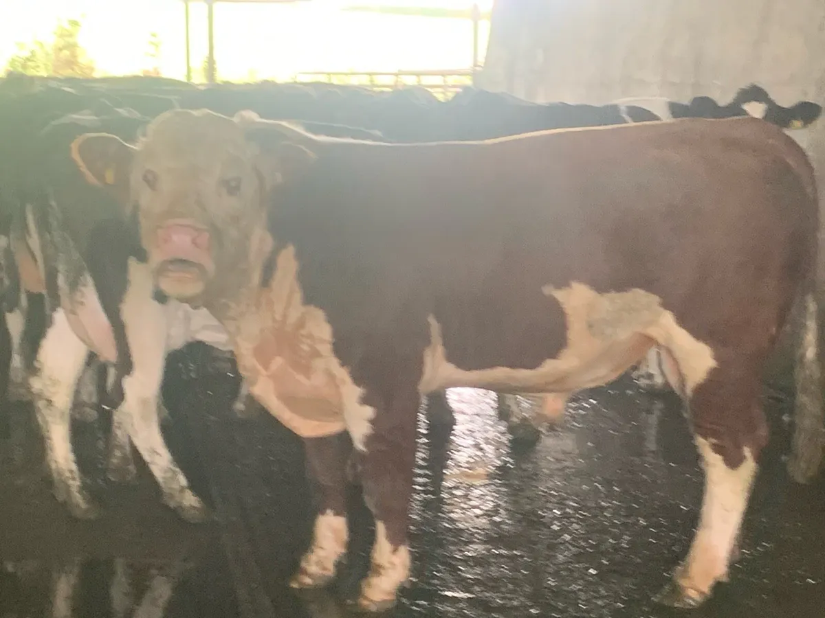 Hereford bull - Image 1