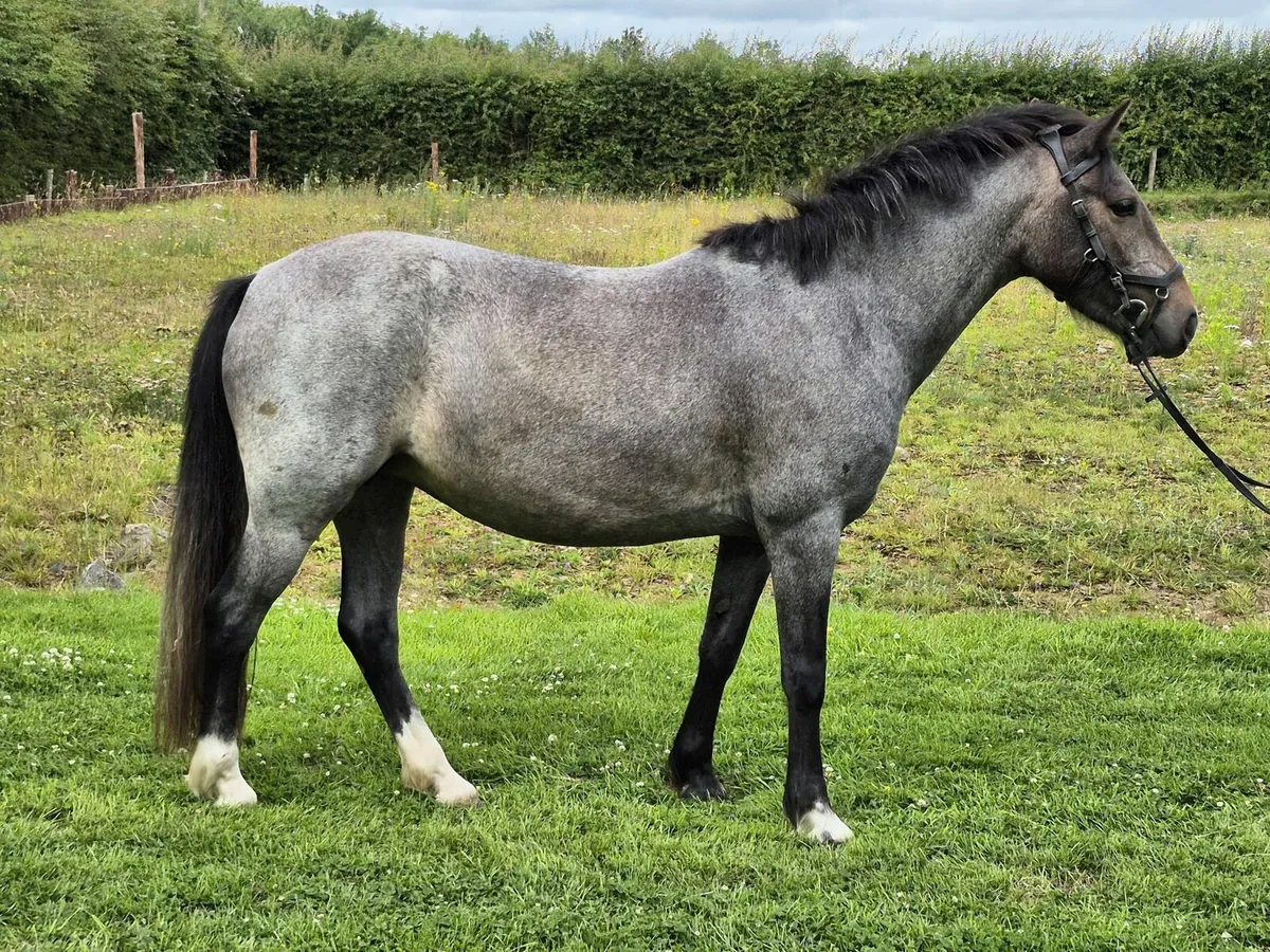 6yo 128 connemara x mare - Image 2
