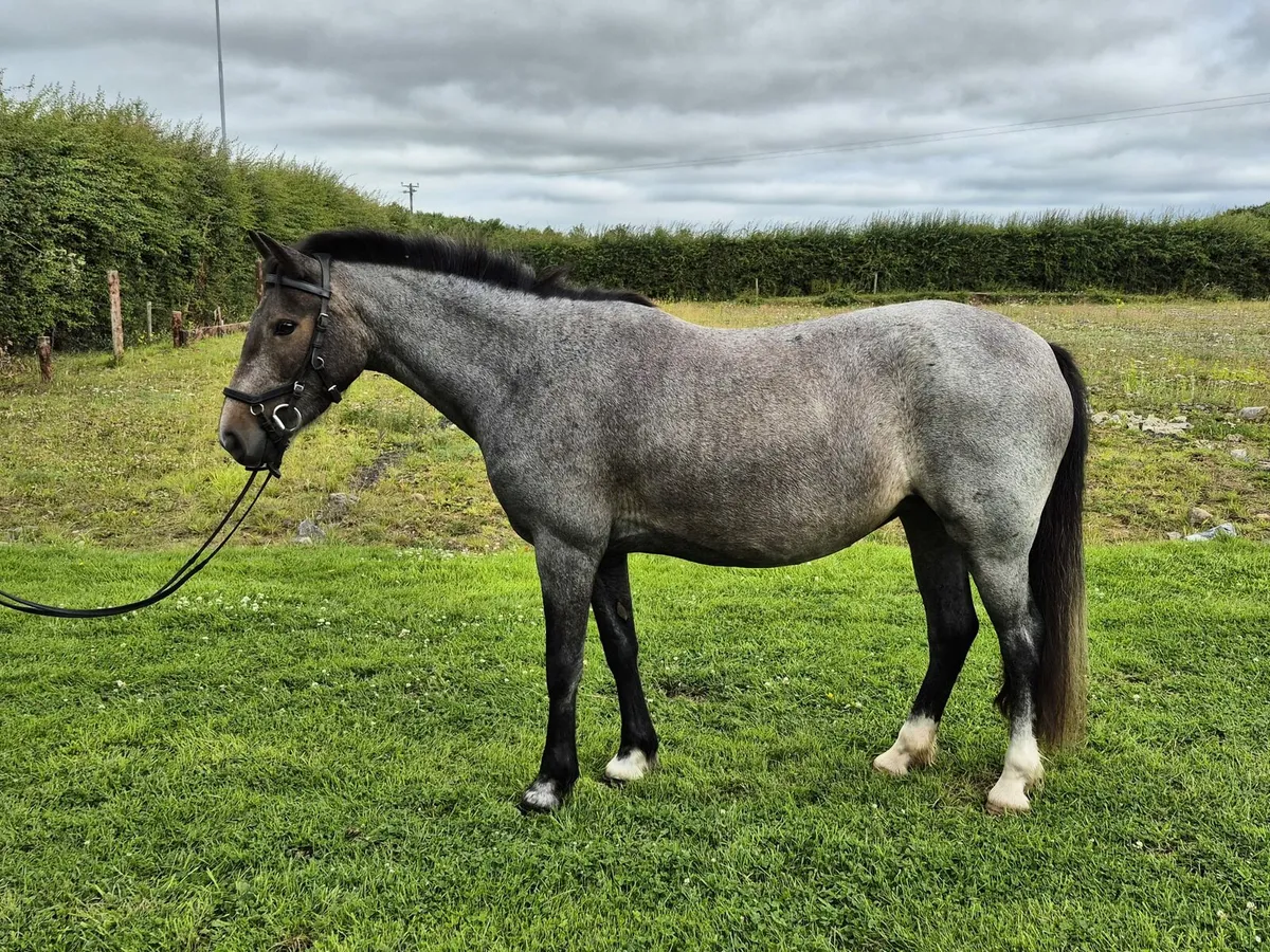 6yo 128 connemara x mare - Image 3