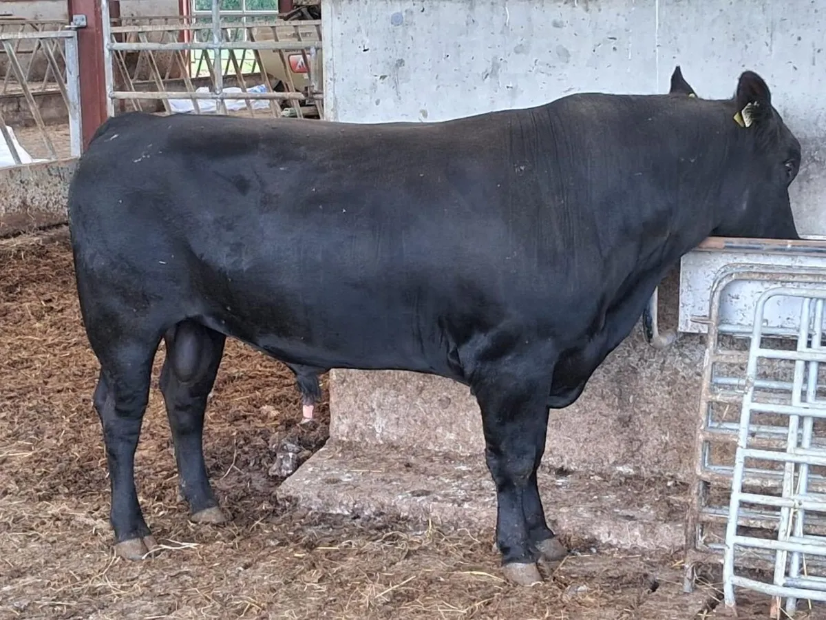 2 YR old PBR Angus bull - Image 1