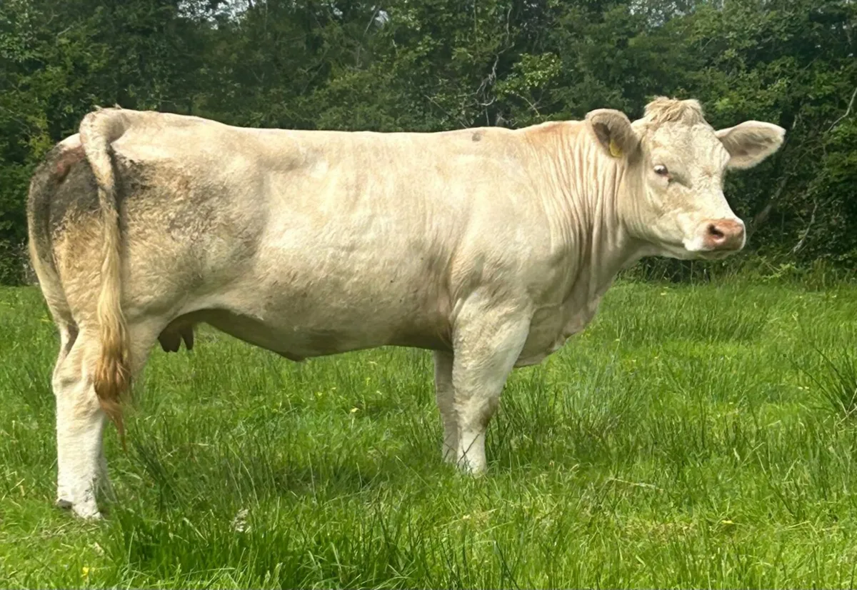 Purebred charolais cow - Image 1