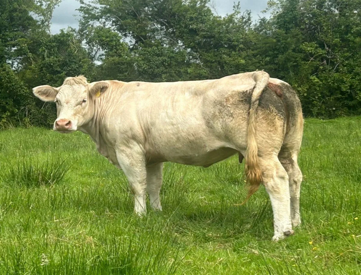 Purebred charolais cow - Image 2