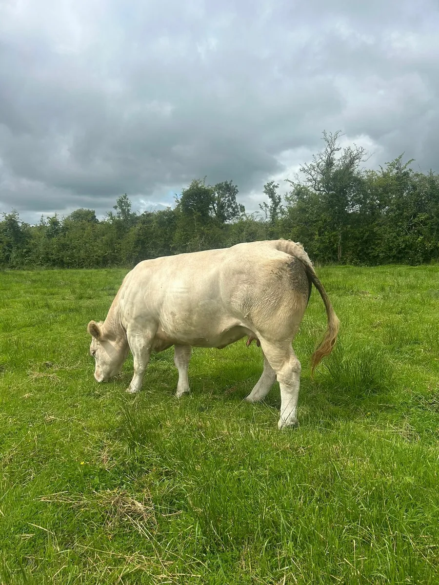 Purebred charolais cow - Image 3