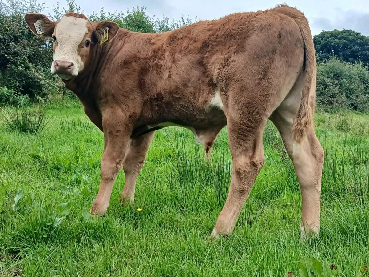 5 Bull Weanlings - Image 1