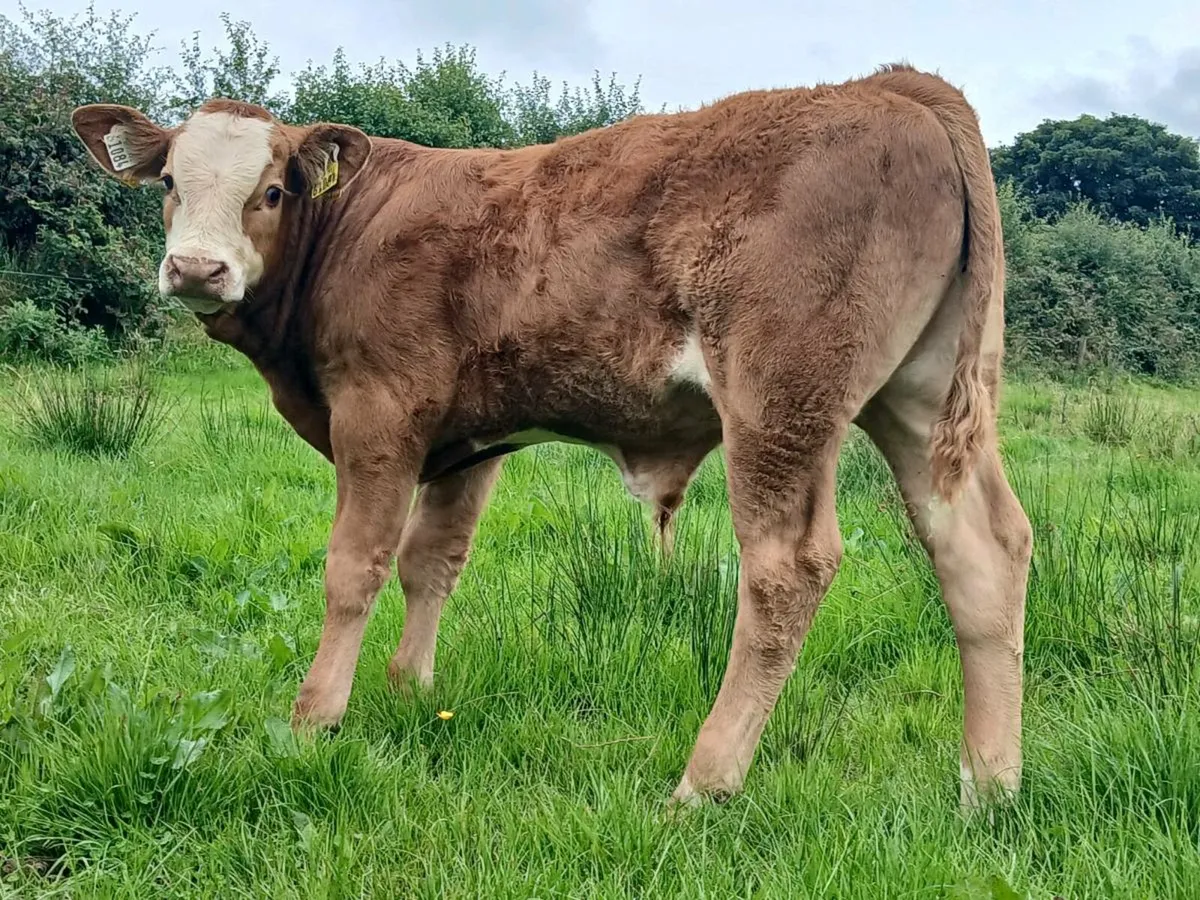 5 Bull Weanlings - Image 2