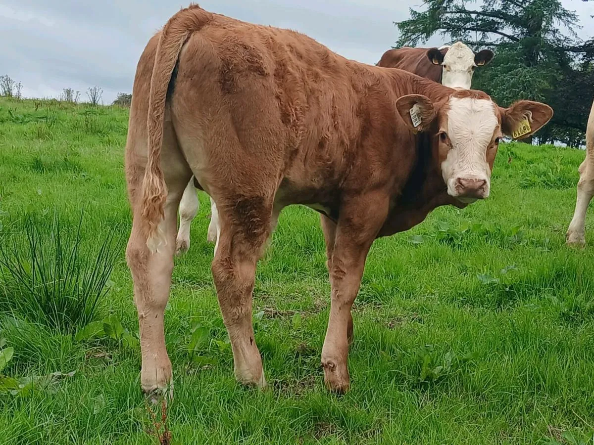 5 Bull Weanlings - Image 3