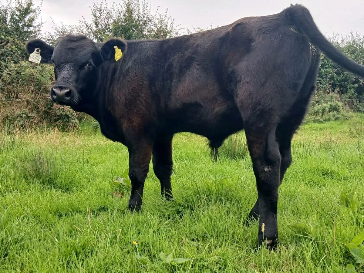 5 Bull Weanlings - Image 4