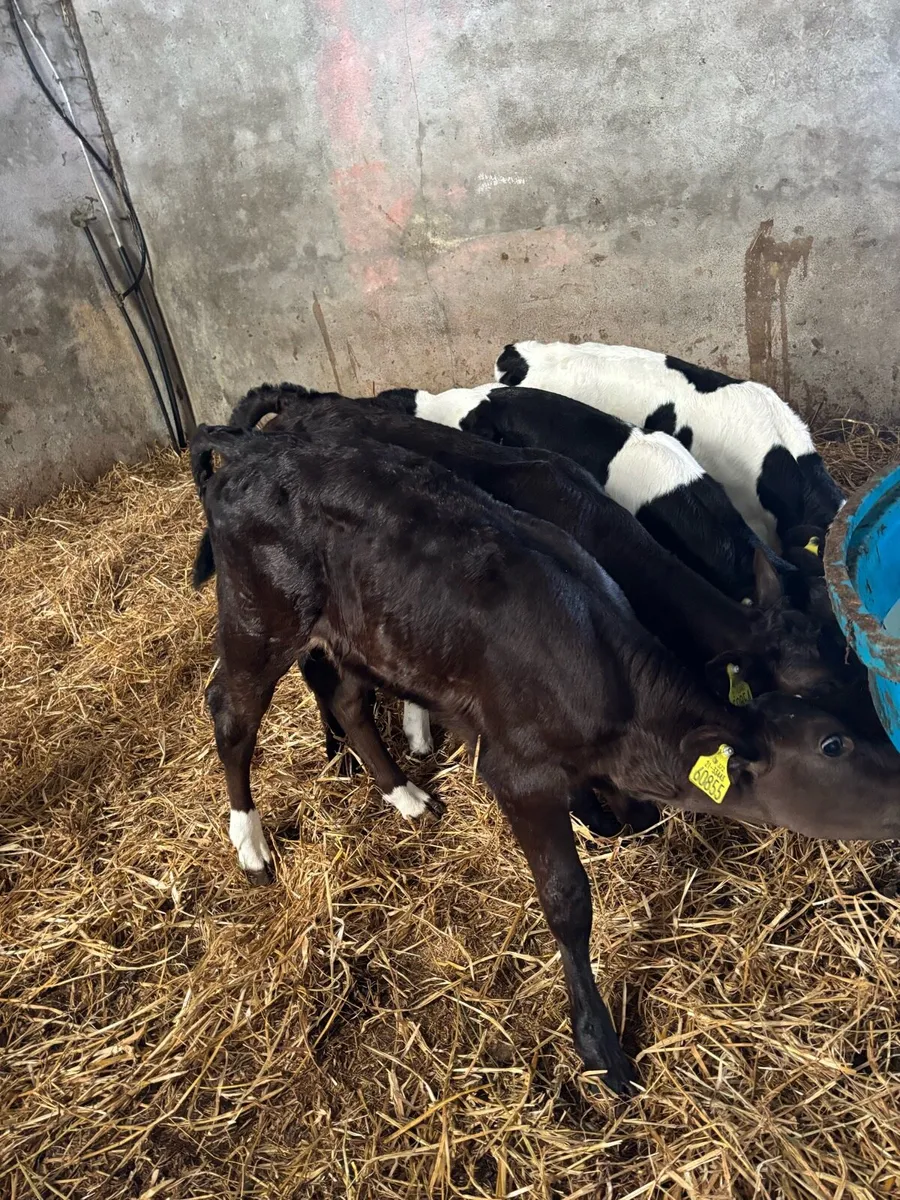 Limousine and fr calves - Image 1