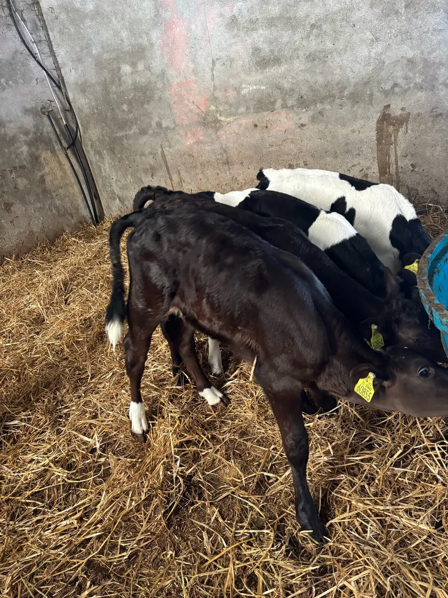 Limousine and fr calves - Image 2