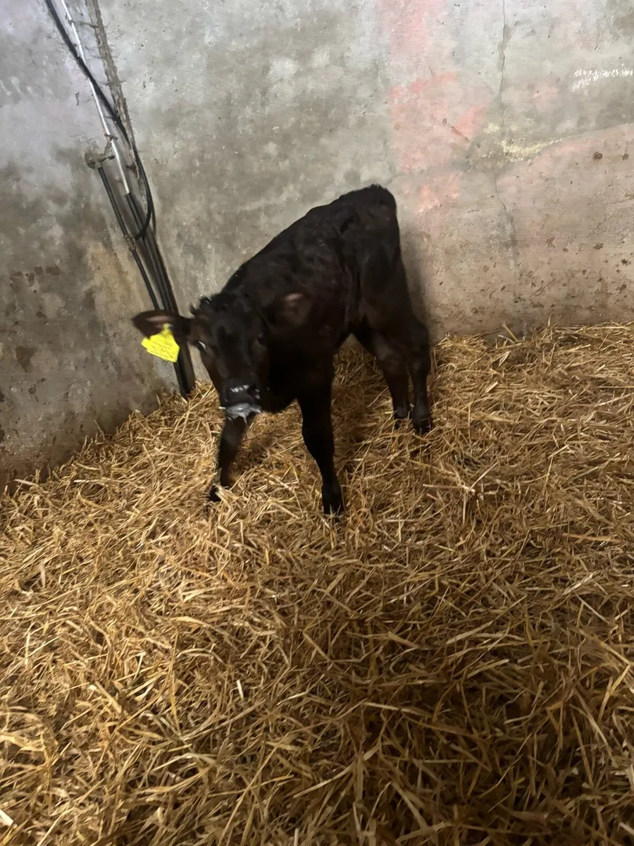 Limousine and fr calves - Image 3